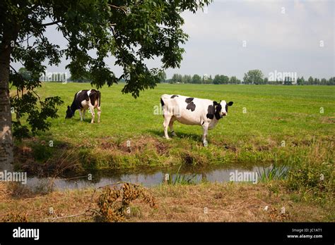 Dutch Cows In The Meadow Stock Photo Alamy