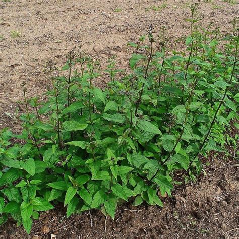 Knotige Braunwurz Dein Garten Kologisch Pflegeleicht