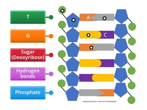 DNA Structure Review - Labelled diagram