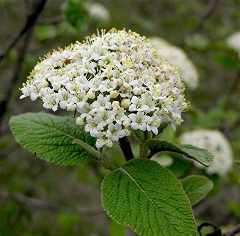 Pianta di Viburnum Tinus Viburno Tino Pianta da Siepe vaso Ø 19 altez