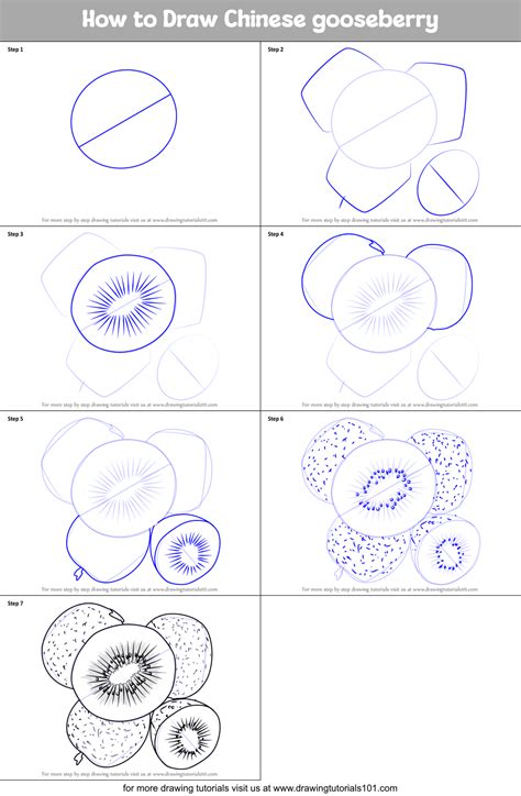 How To Draw Chinese Gooseberry Printable Step By Step Drawing Sheet