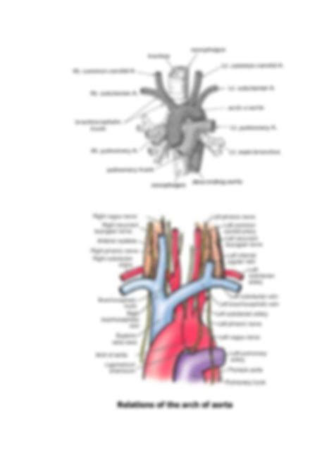 SOLUTION Anatomy Of Thoracic Vessels Studypool