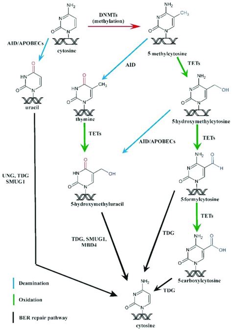 Cytosine Methylation And Active Demethylation Pathway 5mc Is Formed In