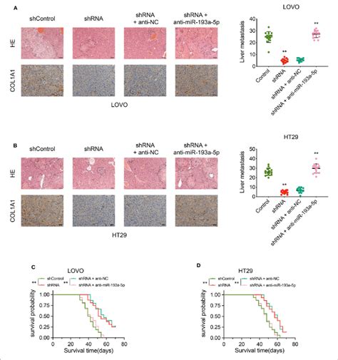 Circcspp1 Promoted Crc Cell Liver Metastasis In Vivo By Acting As A