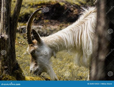 Side View of Goat Standing on Field Stock Image - Image of outdoor ...