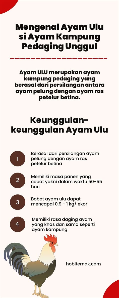 Mengenal Potensi Ternak Ayam Ulu Sebagai Sumber Pangan Unggulan