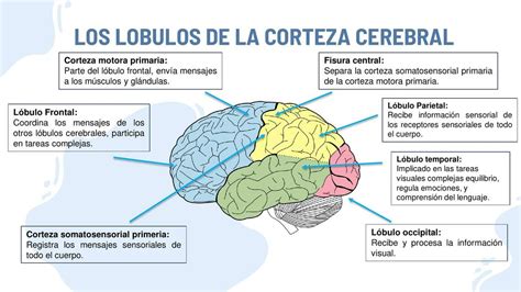 La corteza cerebral morfología histología y localización