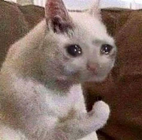Crying Cat Meme Wallpapers - Wallpaper Cave
