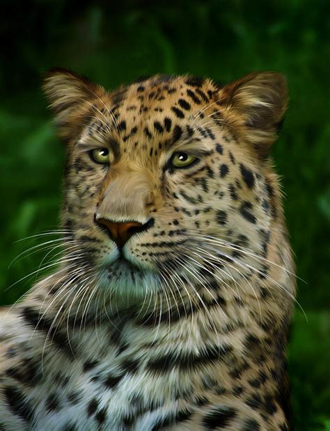 Male Amur Leopard Digital Art By Julie L Hoddinott