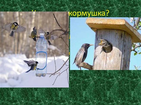Создание кормушки для птиц - презентация онлайн