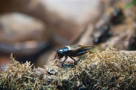 Fondos de pantalla naturaleza césped fotografía insecto fauna