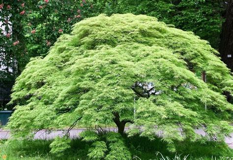 Acer Palmatum Var Dissectum Emerald Lace Japanese Maple Leafland