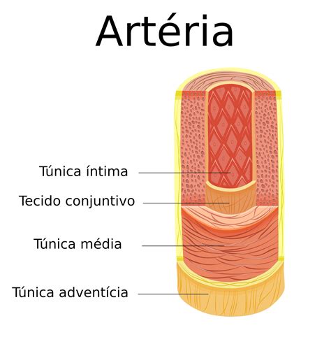 Sistema circulatório humano Biologia InfoEscola