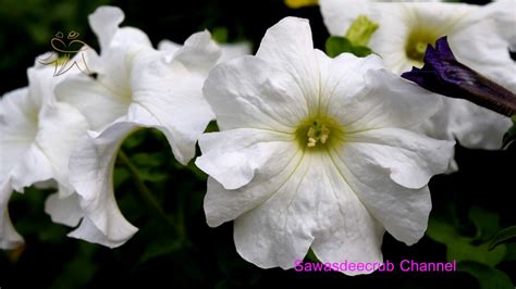 Nature And Flowers ธรรมชาติandดอกไม้ 72 By Nikon Dslr D5300 Youtube