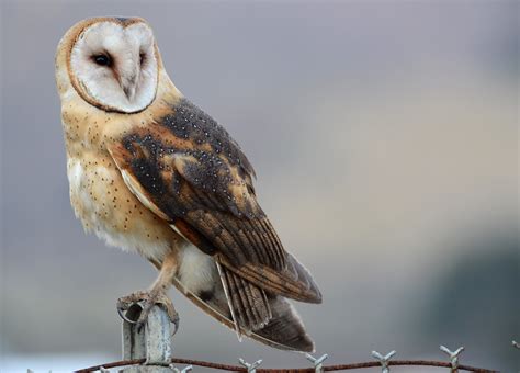 Barn Owl Tyto Alba Matt Smooth Tooth Knoth Flickr