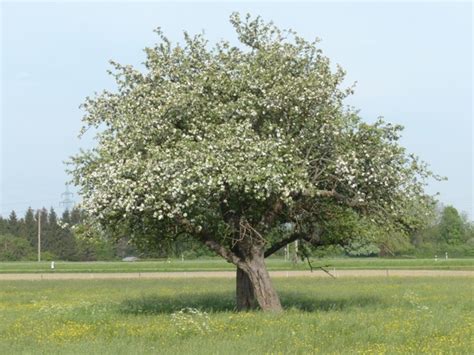 Apple blossom apple tree flower Photos in .jpg format free and easy ...