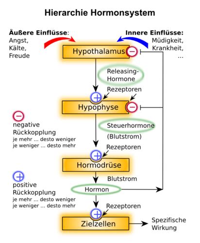 Biologie Hormonsystem Flashcards Quizlet