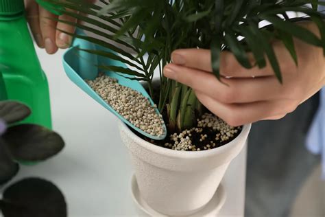 Fertilizing Houseplants - How, When & What to Use