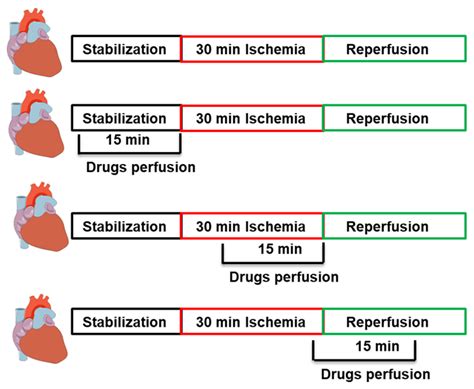 Pharmaceuticals Free Full Text Effects Of Apocynin A Nadph Oxidase