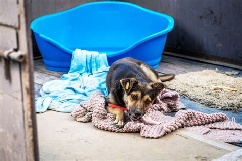 Perros En Refugio De Animales Esperando Adopción Perros Sin Hogar En