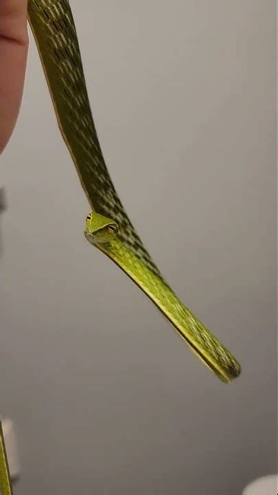 Crazy Vine Snake Wont Move His Head The Judgemental Shoelace