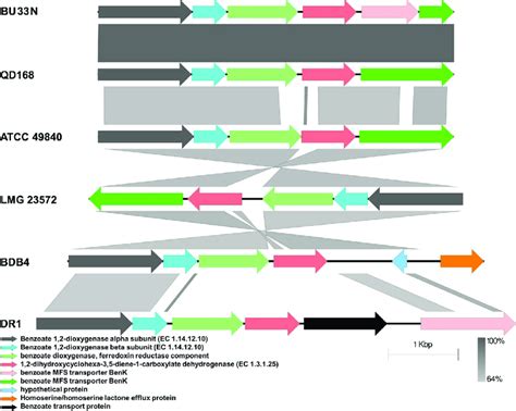 Gene Organization Of The First Benzoate Degradation Enzymes Encoding