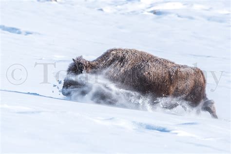 Bison Cow Running In Snow – Tom Murphy Photography