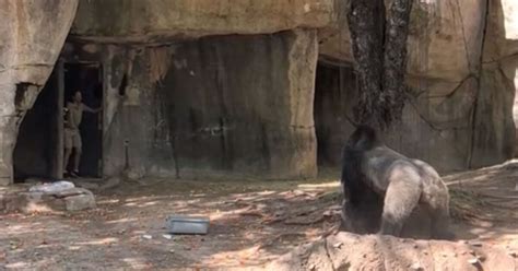 Terrifying moment zookeeper narrowly escapes after being charged by furious gorilla | US | News ...