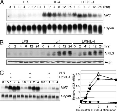 Il Induced Transcription Factor Nfil E Bp Controls Ige Class