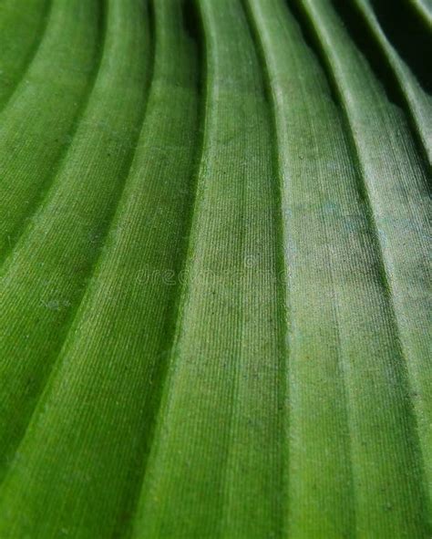 Parallel Leaf Venation Of A Banana Leaf Stock Photo Image Of Macro