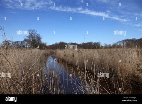 Hickling Broad nature reserve Norfolk,UK Stock Photo - Alamy