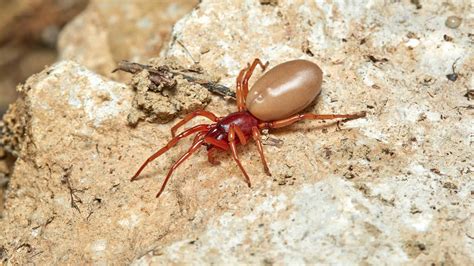 Discover 5 Brown Spiders in Colorado - A-Z Animals