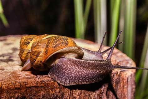 Snail Animal Nature - Free photo on Pixabay - Pixabay