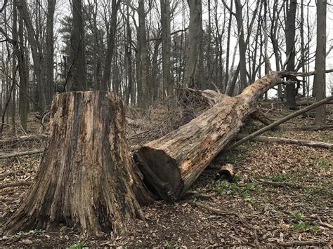 Why Do We Leave Dead Trees In The Forest