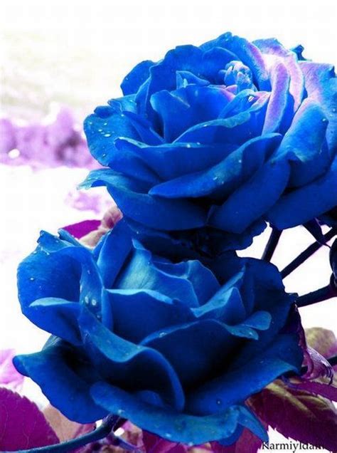 Blue Roses Very Beautiful Pictures 24 Pics