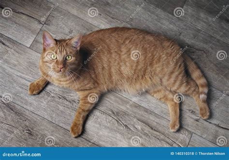 Cute Ginger Cat Lying On A Hardwood Floor And Looking Curious Up To The