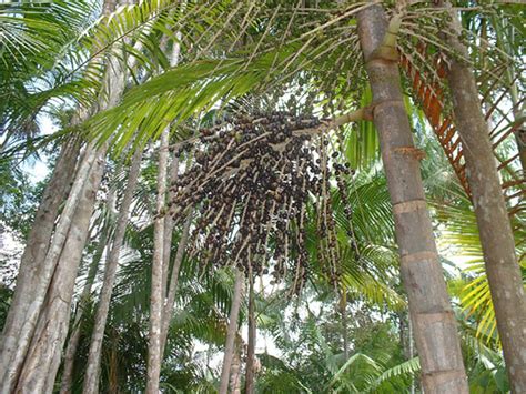 Fruit Warehouse: Açaí palm ( Euterpe oleracea )