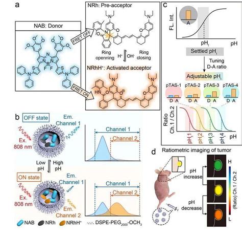 分析基于NIR II FRET体系构筑pH检测转换点可调的比率型荧光探针用于活体肿瘤pH动态可视化监测 Wang