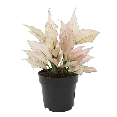 Aglaonema Hybride Pink P Cm Kopen Plantje Nl