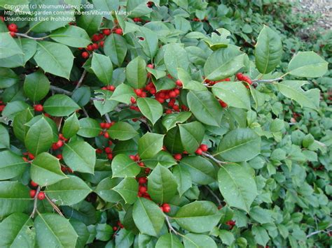 Plantfiles Pictures American Holly Maryland Dwarf Ilex Opaca By