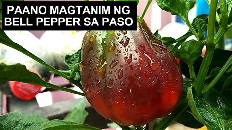 Magtanim Ng Bell Pepper Sa Container Youtube