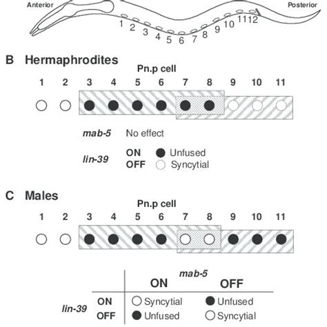 Hox Genes Pattern Pn P Cell Fates In C Elegans A A Drawing Of A C