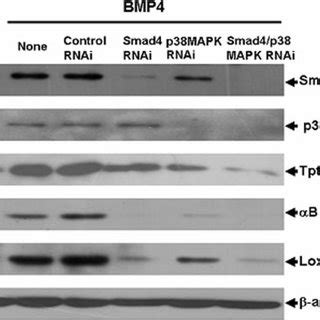 Lox Tpt1 And B Crystallin Are Downstream Target Genes Of BMP