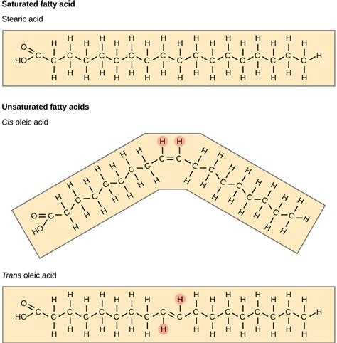 Saturated And Unsaturated Fatty Acids Diagram