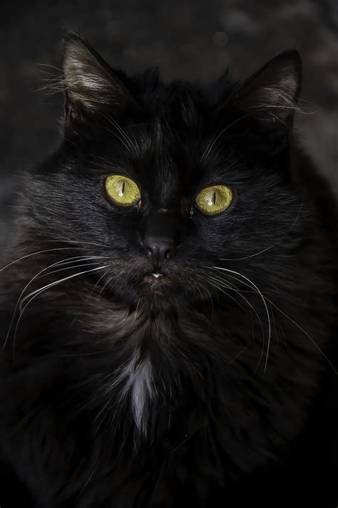 HD Black Persian Cats Wallpapers Peakpx Atelier Yuwa Ciao Jp