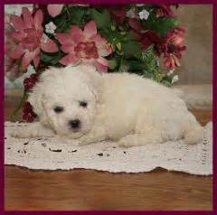 Bichon Frise Puppies For Sale Rolling Meadows Puppies Has Beautiful