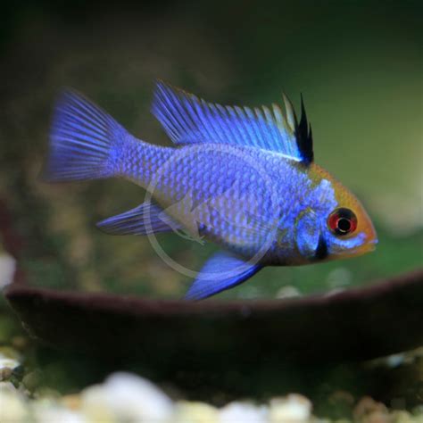 CICHLID RAM ELECTRIC BLUE Mikrogeophagus Ramirezi Aquatics Unlimited