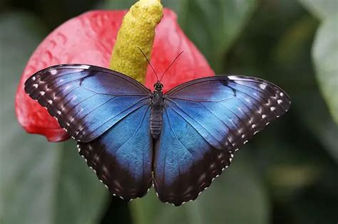 40 Different types of beautiful Blue Butterfly species - EnviEarth