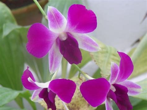 Orchids at the Botanical Garden in Rio de Janeiro - Brazil : Grows on You