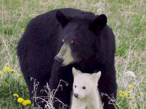 ShangralaFamilyFun.com - Shangrala's Albino Bears!